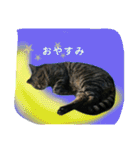 ねこのゆめちゃん（♂）（個別スタンプ：2）