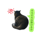 ねこのゆめちゃん（♂）（個別スタンプ：3）