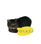ねこのゆめちゃん（♂）（個別スタンプ：4）
