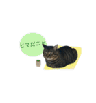 ねこのゆめちゃん（♂）（個別スタンプ：6）