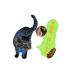 ねこのゆめちゃん（♂）（個別スタンプ：8）