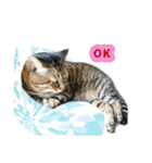 ねこのゆめちゃん（♂）（個別スタンプ：9）