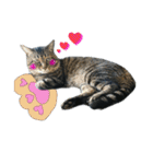 ねこのゆめちゃん（♂）（個別スタンプ：11）