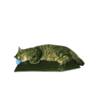 ねこのゆめちゃん（♂）（個別スタンプ：12）