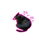 ねこのゆめちゃん（♂）（個別スタンプ：13）