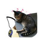 ねこのゆめちゃん（♂）（個別スタンプ：15）