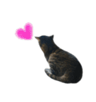 ねこのゆめちゃん（♂）（個別スタンプ：17）