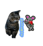 ねこのゆめちゃん（♂）（個別スタンプ：19）