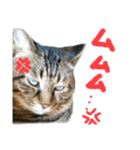 ねこのゆめちゃん（♂）（個別スタンプ：24）