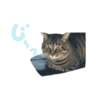 ねこのゆめちゃん（♂）（個別スタンプ：25）