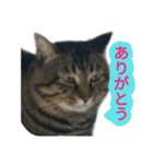 ねこのゆめちゃん（♂）（個別スタンプ：28）