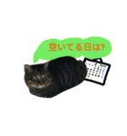 ねこのゆめちゃん（♂）（個別スタンプ：32）