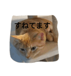 Lovely cat Mel and Luc（個別スタンプ：2）