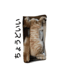 Lovely cat Mel and Luc（個別スタンプ：4）