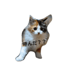 Lovely cat Mel and Luc（個別スタンプ：12）