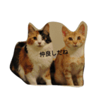 Lovely cat Mel and Luc（個別スタンプ：14）