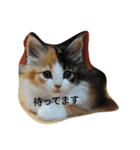 Lovely cat Mel and Luc（個別スタンプ：15）