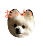 ポメラニアン9（個別スタンプ：1）