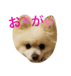 ポメラニアン9（個別スタンプ：6）