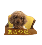 The beautiful dog（個別スタンプ：1）