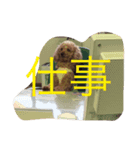 The beautiful dog（個別スタンプ：5）