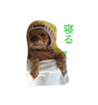 The beautiful dog（個別スタンプ：6）