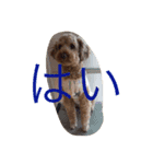 The beautiful dog（個別スタンプ：8）