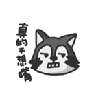 nasty raccoon（個別スタンプ：40）