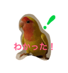 piiiiichiiii（個別スタンプ：1）