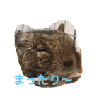 デグーDeちゅー（個別スタンプ：2）