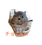 デグーDeちゅー（個別スタンプ：3）