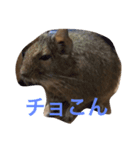 デグーDeちゅー（個別スタンプ：7）