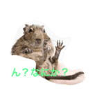 デグーDeちゅー（個別スタンプ：8）