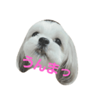 まろんふぁみりー（個別スタンプ：1）