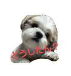 まろんふぁみりー（個別スタンプ：6）