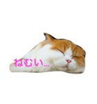 まるおその1（個別スタンプ：12）