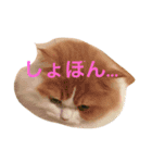 まるおその1（個別スタンプ：15）
