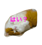 まるおその1（個別スタンプ：16）