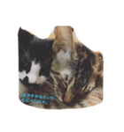 子猫スタンプだにゃ（個別スタンプ：5）