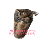 子猫スタンプだにゃ（個別スタンプ：6）
