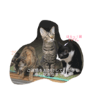 子猫スタンプだにゃ（個別スタンプ：7）