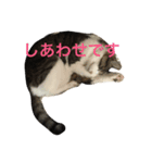 みみすたんぷ（個別スタンプ：6）