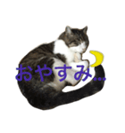 みみすたんぷ（個別スタンプ：7）