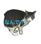 みみすたんぷ（個別スタンプ：8）