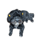 my dog and my friends（個別スタンプ：1）