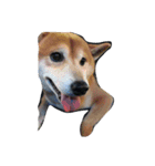 my dog and my friends（個別スタンプ：6）