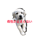 アシタカのアイドル（個別スタンプ：3）