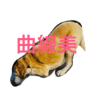 アシタカのアイドル（個別スタンプ：4）
