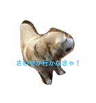 アシタカのアイドル（個別スタンプ：12）