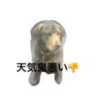 アシタカのアイドル（個別スタンプ：16）